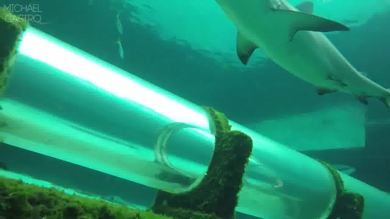  swimming with sharks